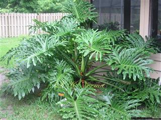 Plant